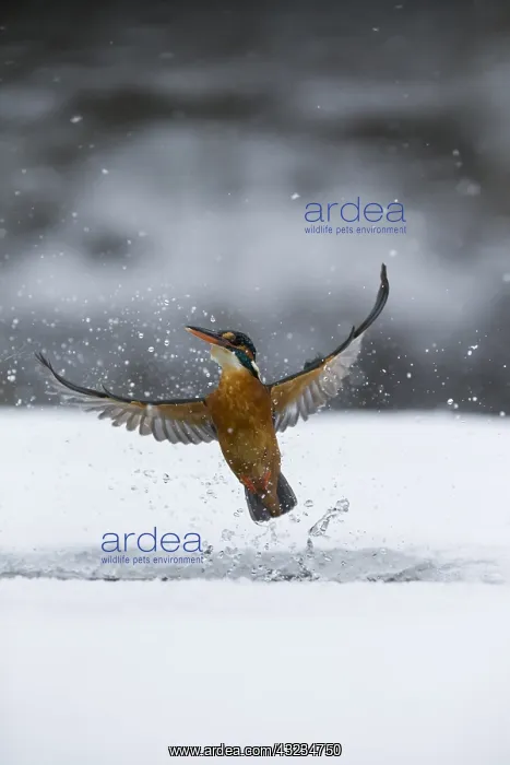 : Kingfisher - fishing through an ice hole - UK : Kingfisher - fishing through an ice hole - UK