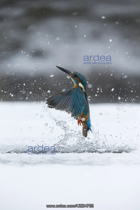 : Kingfisher - fishing through an ice hole - UK : Kingfisher - fishing through an ice hole - UK