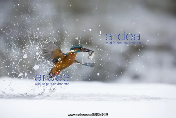 : Kingfisher - fishing through an ice hole - UK : Kingfisher - fishing through an ice hole - UK
