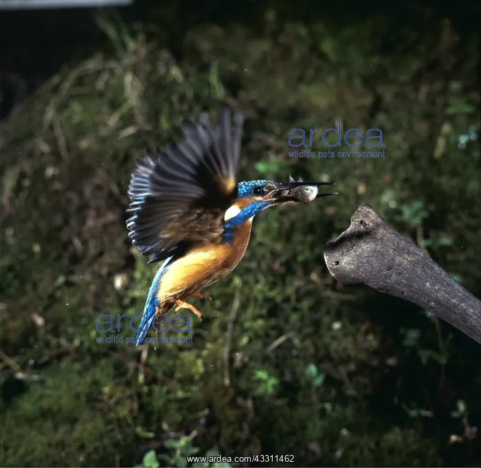 : KINGFISHER - in flight with fish : KINGFISHER - in flight with fish