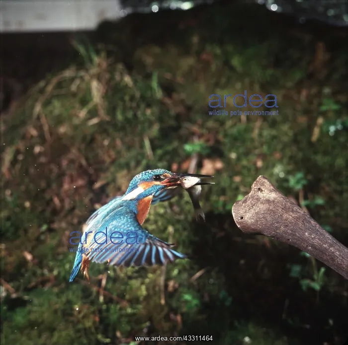 : KINGFISHER - in flight with fish : KINGFISHER - in flight with fish
