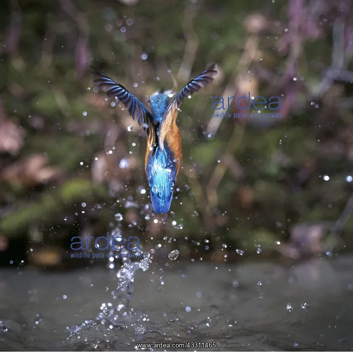 : KINGFISHER - in flight with fish : KINGFISHER - in flight with fish