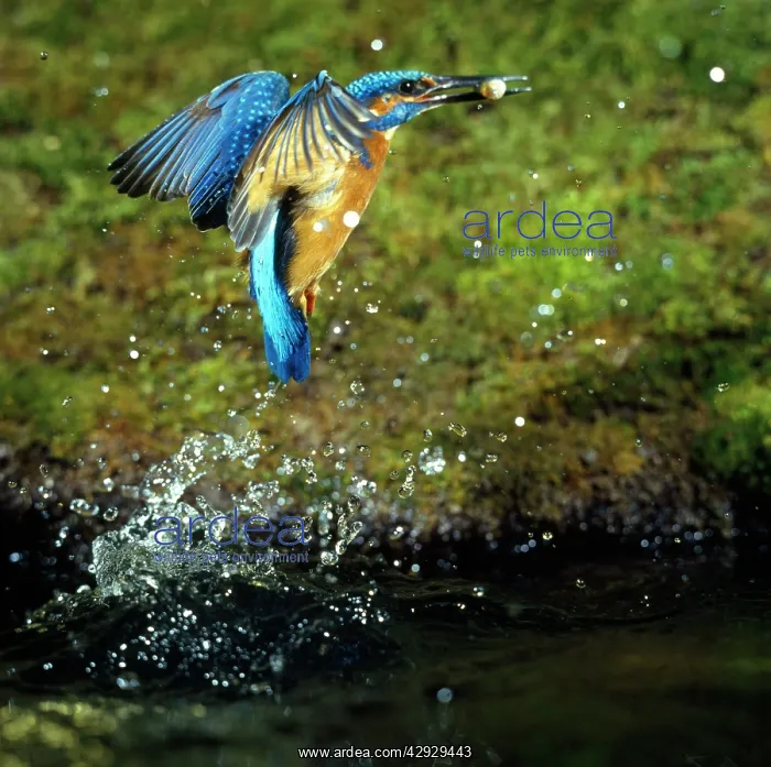 : KINGFISHER - in flight, with fish in beak : KINGFISHER - in flight, with fish in beak
