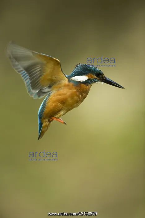 : Kingfisher - in flight - Norfolk, UK : Kingfisher - in flight - Norfolk, UK