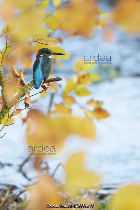 : Kingfisher fmale perched by stream in Autumn leaves : Kingfisher fmale perched by stream in Autumn leaves