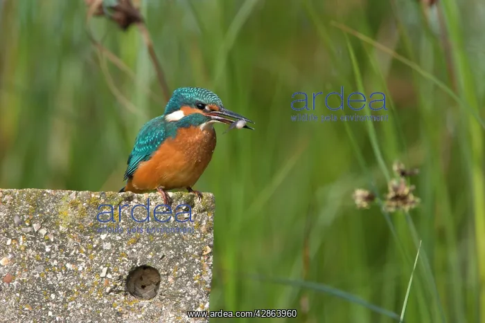 : Kingfisher - Immature bird grasping a stickleback : Kingfisher - Immature bird grasping a stickleback