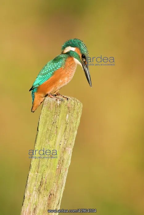 : Kingfisher - Immature male perched on vantage point : Kingfisher - Immature male perched on vantage point