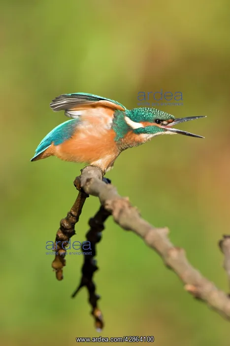 : Kingfisher - Juvenile wing-stretching : Kingfisher - Juvenile wing-stretching