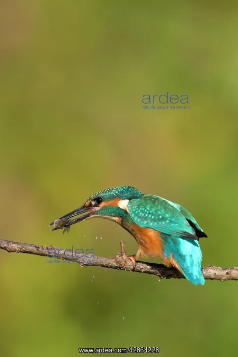 : Kingfisher - Killing a freshly caught minnow by : Kingfisher - Killing a freshly caught minnow by