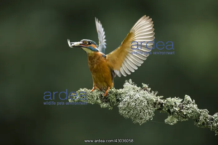 : Kingfisher - landing with fish - Norfolk, UK : Kingfisher - landing with fish - Norfolk, UK