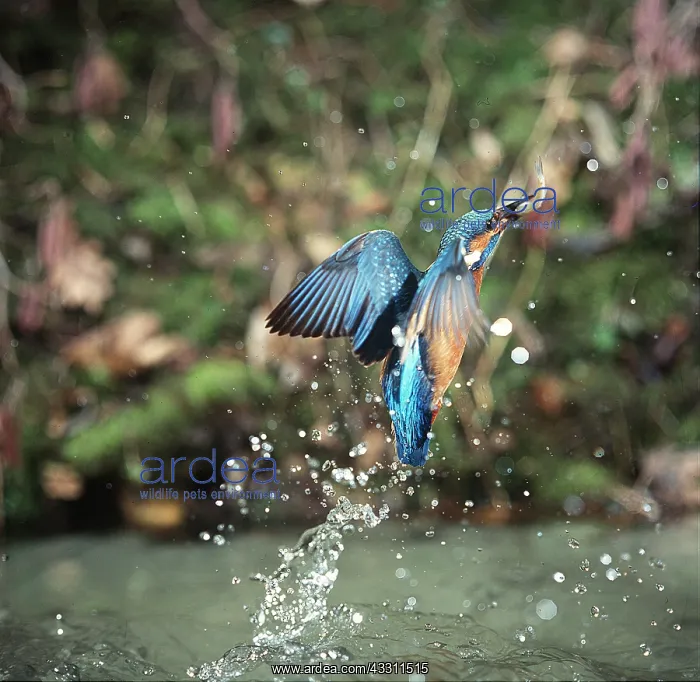 : KINGFISHER - leaving water with fish : KINGFISHER - leaving water with fish