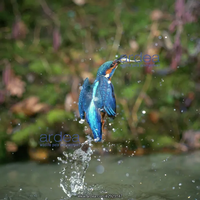  : Kingfisher - leaving water, with fish in beak