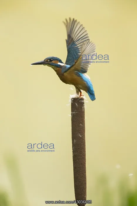 : Kingfisher - take off - Norfolk, UK : Kingfisher - take off - Norfolk, UK