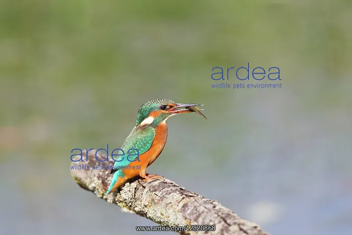 : Kingfisher - on perch with fish : Kingfisher - on perch with fish