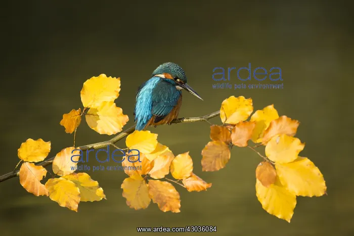 : Kingfisher - perched on an Autumn branch - Norfolk, UK : Kingfisher - perched on an Autumn branch - Norfolk, UK