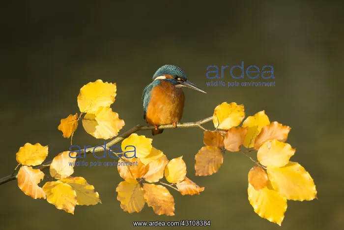 : Kingfisher - perched on an Autumn branch - Norfolk, UK : Kingfisher - perched on an Autumn branch - Norfolk, UK