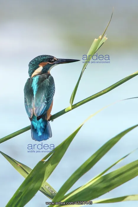 : Kingfisher - perched on a branch : Kingfisher - perched on a branch