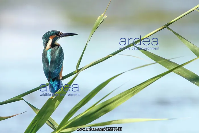 : Kingfisher - perched on a branch : Kingfisher - perched on a branch