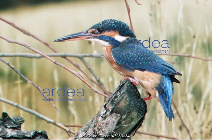 : KINGFISHER - perched on branch : KINGFISHER - perched on branch