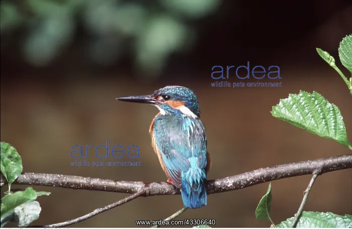 : KINGFISHER - perched on branch : KINGFISHER - perched on branch