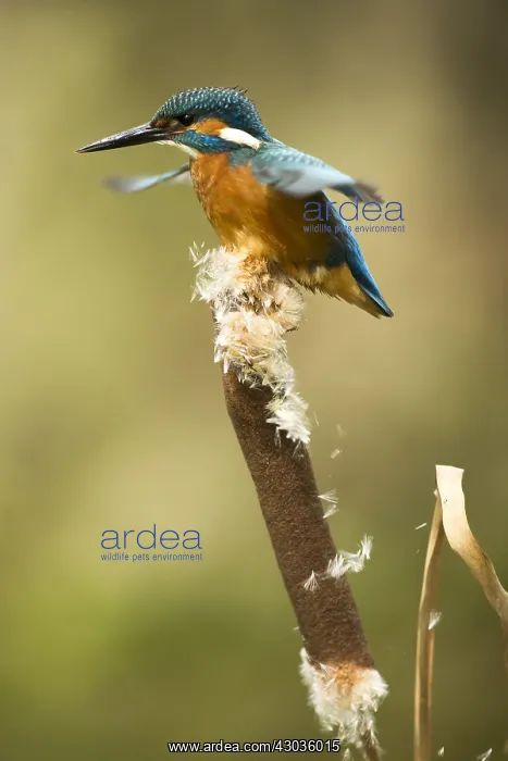 : Kingfisher - perched on a bull rush - Norfolk, UK : Kingfisher - perched on a bull rush - Norfolk, UK