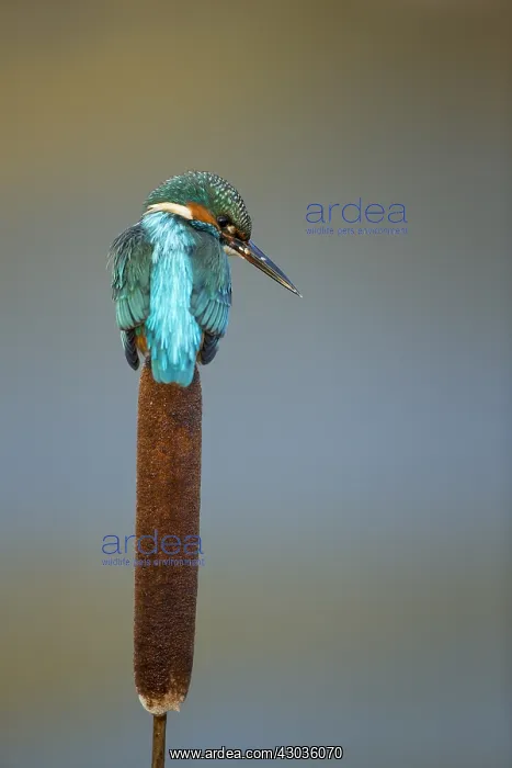 : Kingfisher - perched on a bull rush in Winter - Norfolk, UK : Kingfisher - perched on a bull rush in Winter - Norfolk, UK