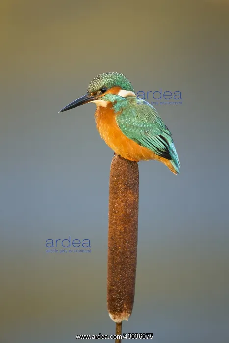 : Kingfisher - perched on a bull rush in Winter - Norfolk, UK