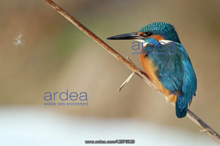 : Kingfisher - perched on Bulrush stalk : Kingfisher - perched on Bulrush stalk
