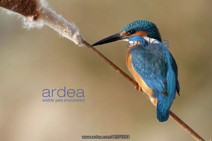 : Kingfisher - perched on Bulrush stalk : Kingfisher - perched on Bulrush stalk