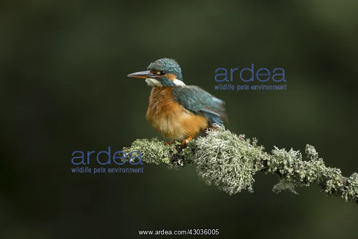 : Kingfisher - perched and having a rouse - Norfolk, UK : Kingfisher - perched and having a rouse - Norfolk, UK