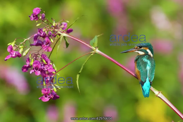 : Kingfisher - perched on Himalyan Balsam Plant (Impatiens : Kingfisher - perched on Himalyan Balsam Plant (Impatiens