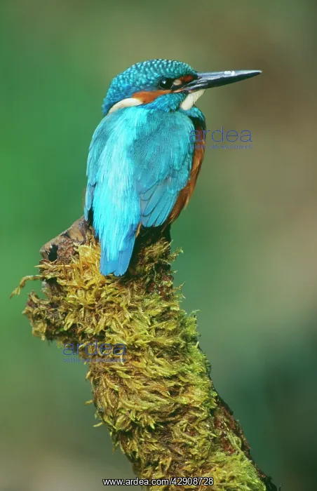: KINGFISHER - perched on moss covered tree stump : KINGFISHER - perched on moss covered tree stump