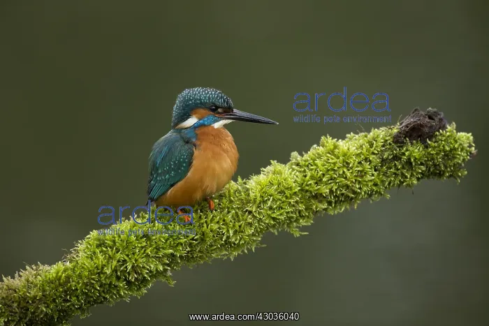 : Kingfisher - perched on a mossy branch - Norfolk, UK : Kingfisher - perched on a mossy branch - Norfolk, UK
