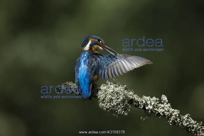 : Kingfisher - perched and preening - Norfolk, UK : Kingfisher - perched and preening - Norfolk, UK