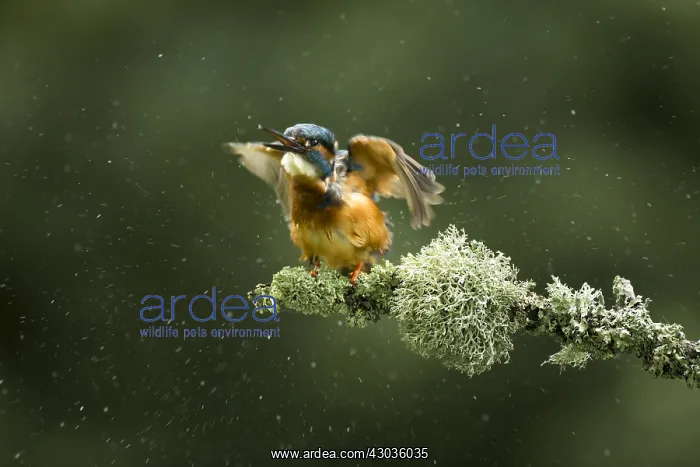 : Kingfisher - perched on a Summer branch - Norfolk, UK : Kingfisher - perched on a Summer branch - Norfolk, UK