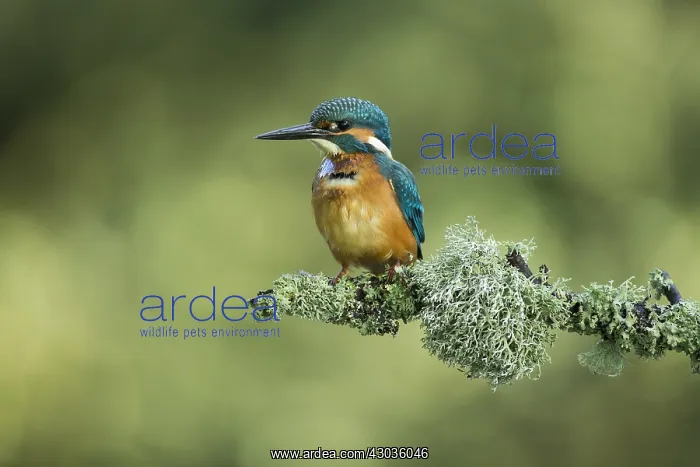 : Kingfisher - perched on a Summer branch - Norfolk, UK : Kingfisher - perched on a Summer branch - Norfolk, UK