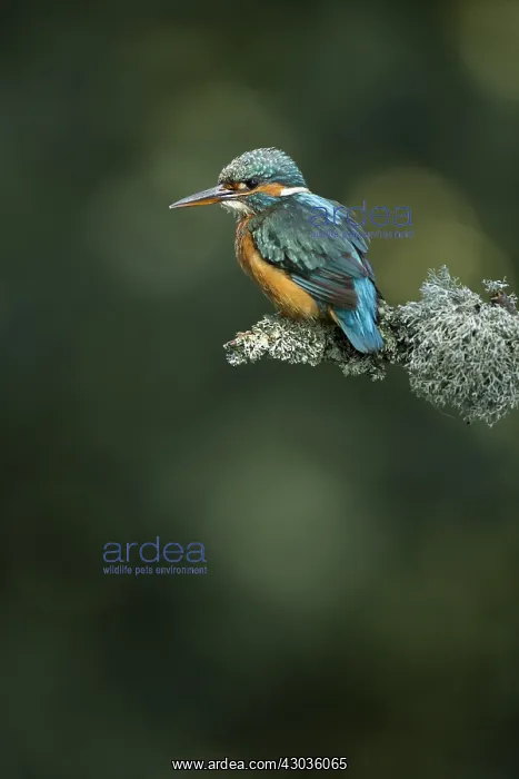  : Kingfisher - perched on a Summer branch - Norfolk, UK