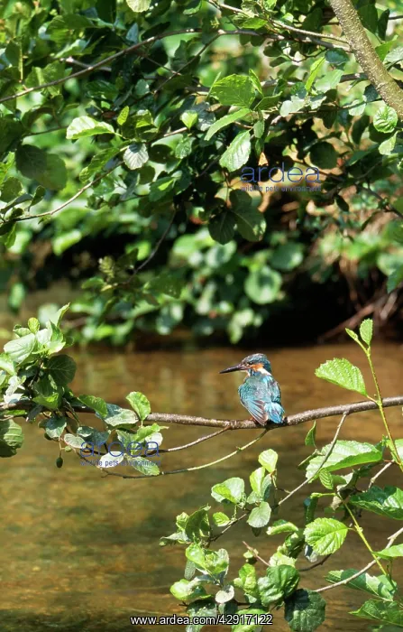 : Kingfisher - perched over water : Kingfisher - perched over water