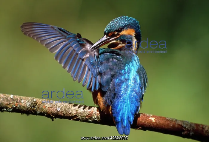 : KINGFISHER - Preening itself : KINGFISHER - Preening itself