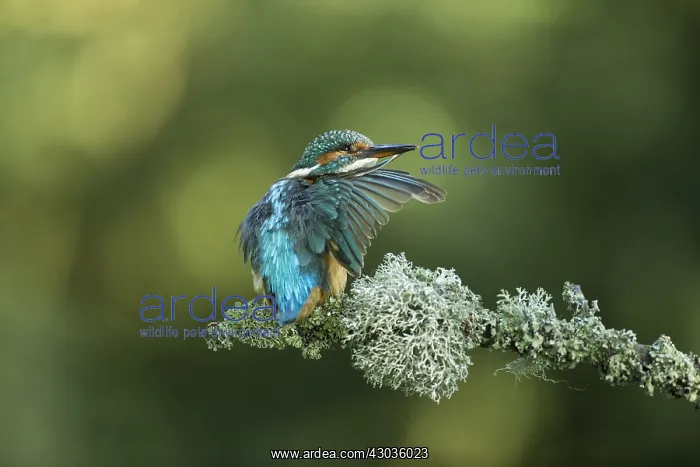 : Kingfisher - preening on a branch - Norfolk, UK : Kingfisher - preening on a branch - Norfolk, UK