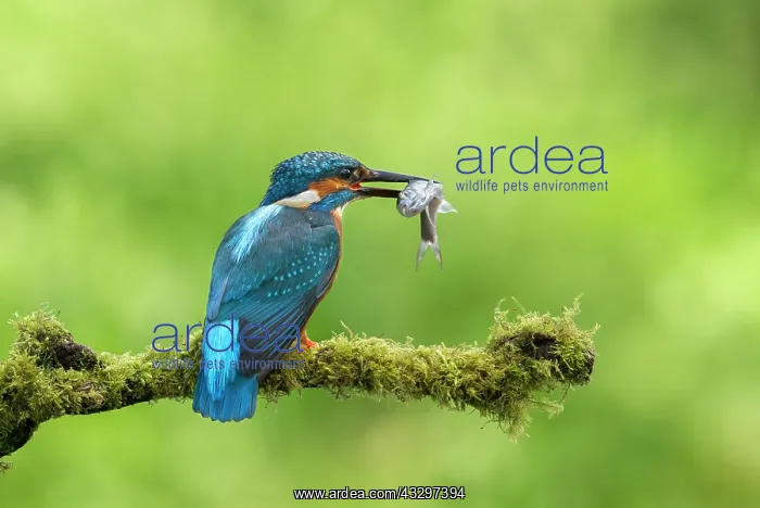 : Kingfisher - resting on moss covered branch with : Kingfisher - resting on moss covered branch with