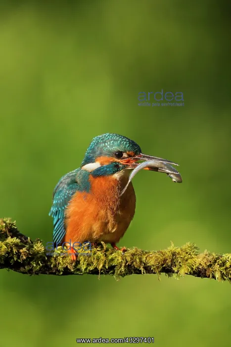 : Kingfisher - resting on moss covered branch with : Kingfisher - resting on moss covered branch with