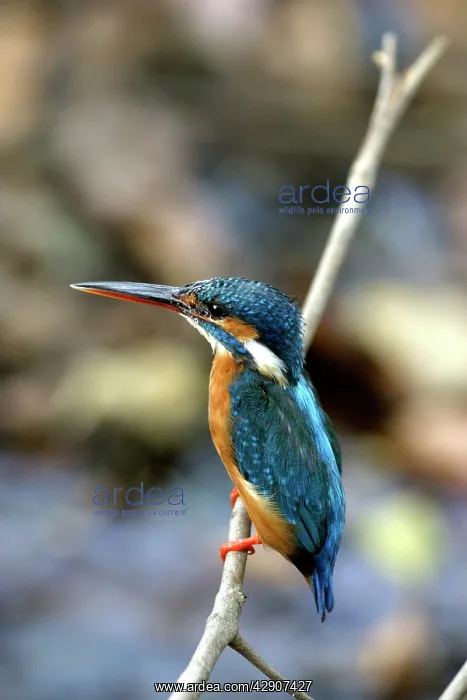 : Kingfisher - showing bright blue plumage : Kingfisher - showing bright blue plumage