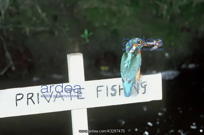 : KINGFISHER - sitting on sign, carrying Bullhead : KINGFISHER - sitting on sign, carrying Bullhead