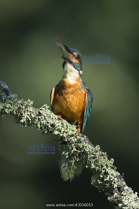 : Kingfisher - swallowing fish - Norfolk, UK : Kingfisher - swallowing fish - Norfolk, UK