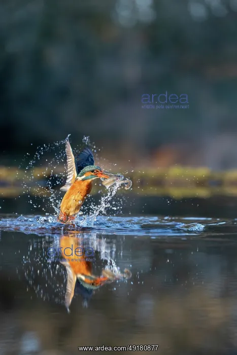 : Kingfisher - Taking Off From Water With Fish - uk : Kingfisher - Taking Off From Water With Fish - uk