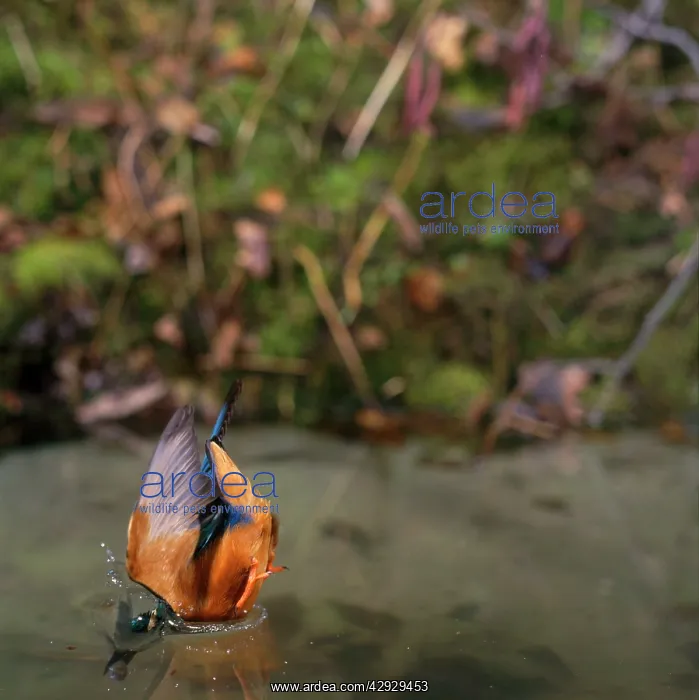 : KINGFISHER - underwater with fish : KINGFISHER - underwater with fish