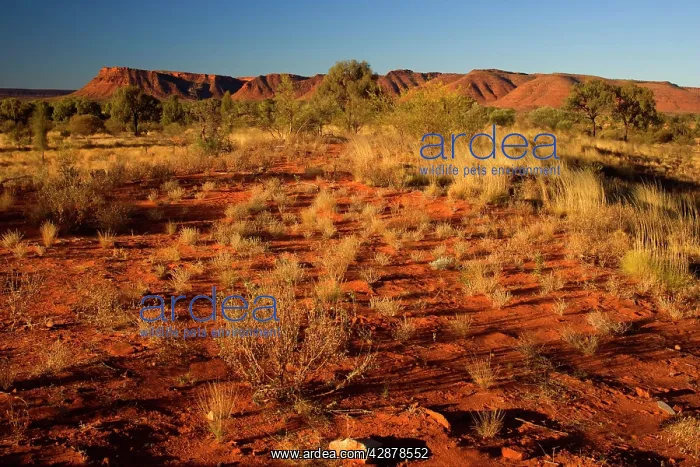 : Kings Canyon - red earth, bushland and by sun red : Kings Canyon - red earth, bushland and by sun red