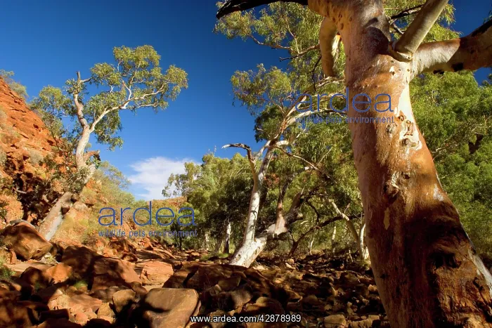 : Kings Canyon - River Red Gums growing on the floor : Kings Canyon - River Red Gums growing on the floor