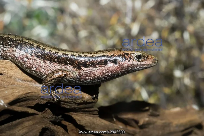 : Three Kings Islands / Falla's skink : Three Kings Islands / Falla's skink